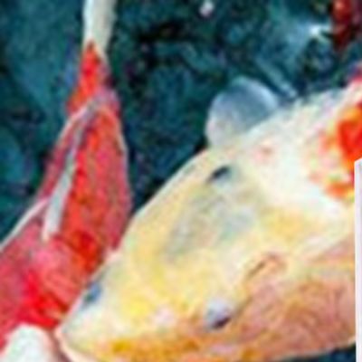 Marine Aquarium Hydrometer - Medidor de Salinidad para Acuicultura de