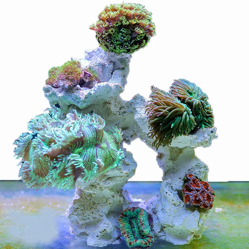 Piedra de Acuario Marino, Arre - Aquarium Marine Rock reseña y precio
